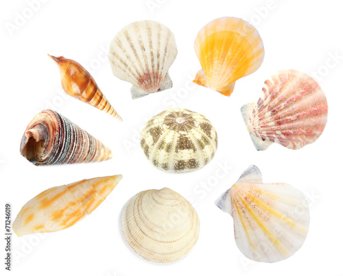 Collage of shells isolated on white