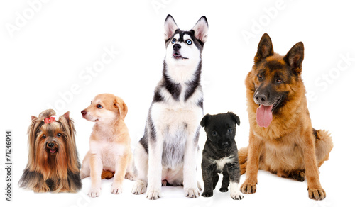 Collage of cute dogs isolated on white © Africa Studio