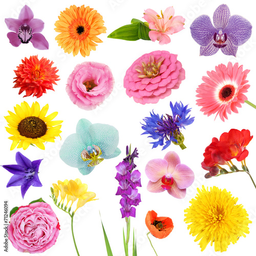 Fototapeta Naklejka Na Ścianę i Meble -  Collage of beautiful flowers