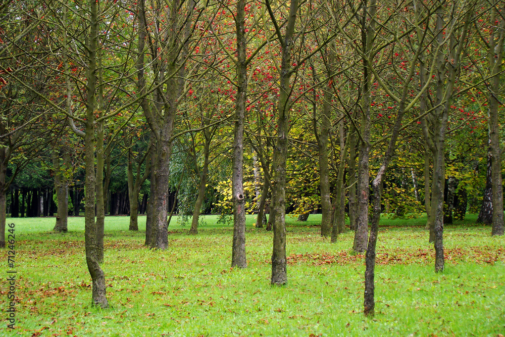 Naklejka premium Jesień w parku