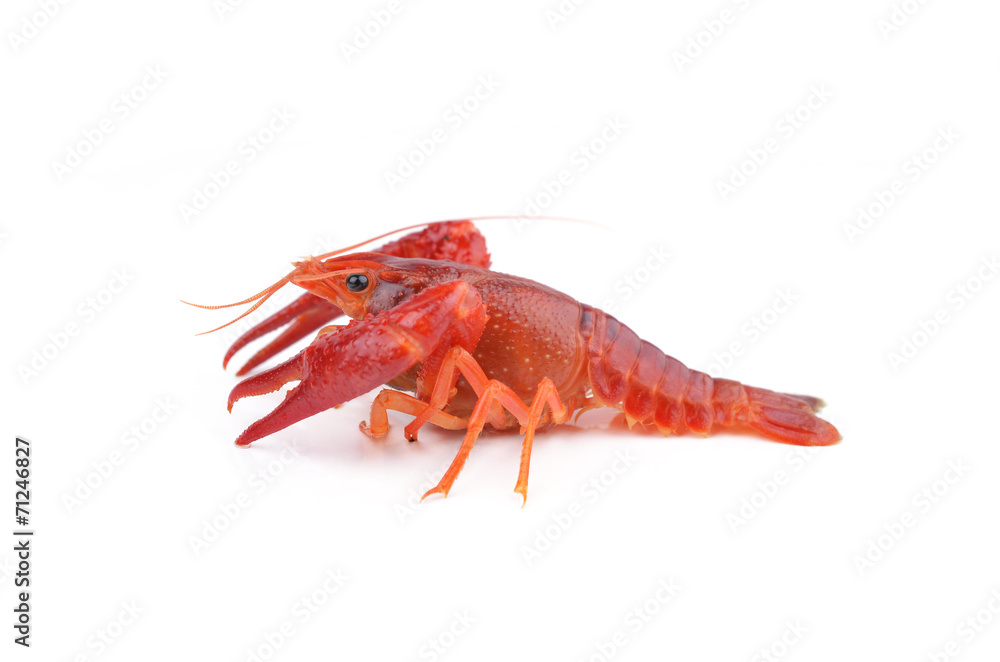 alive crayfish isolated on white background alive crayfish isolated on white background