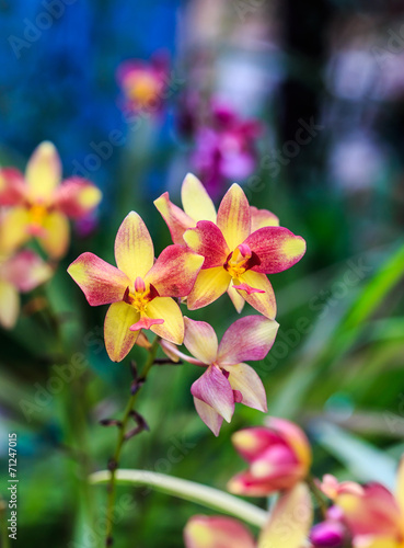 orchids