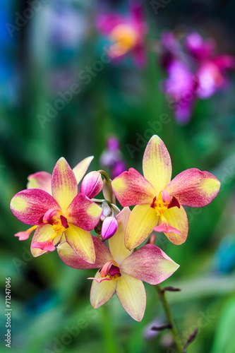 orchids