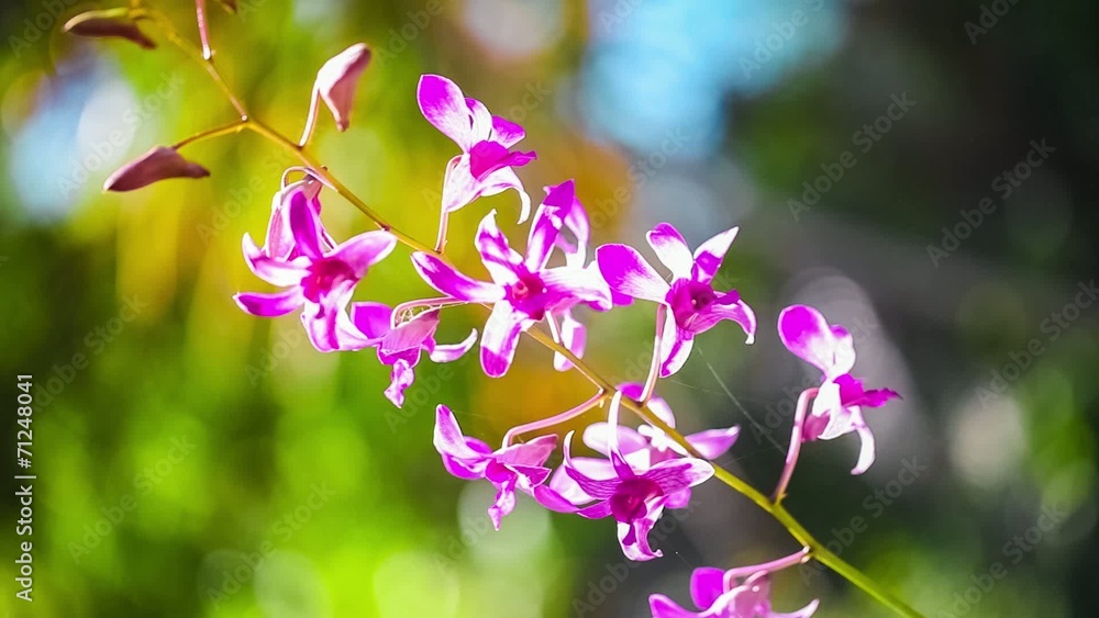 Beautiful purple Orchid waving in the wind. Beautiful purple Orchid waving in the wind.