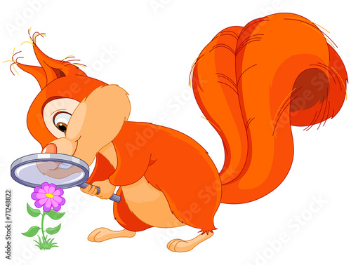 Curious squirrel
