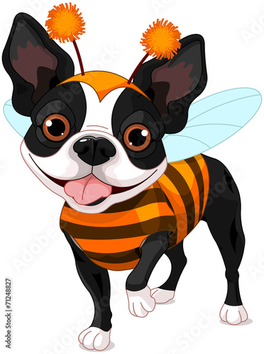 Halloween Boston terrier