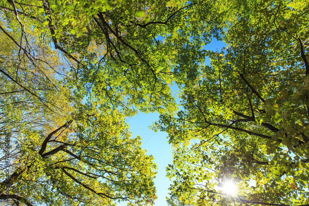 Fototapeta premium Scenery in the woods, with lush green foliage in spring