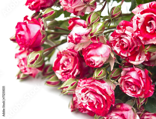 Bouquet of red-white roses  isolated on white