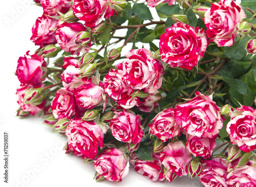 Bouquet of red-white roses  isolated on white