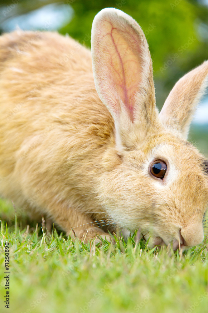close-up of cute bunny rabbit on the grass close-up of cute bunny rabbit on the grass