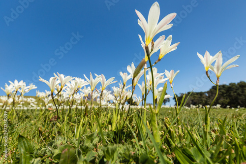 Fototapeta Naklejka Na Ścianę i Meble -  detail of freesia field
