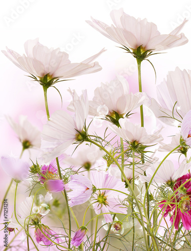 Fototapeta Naklejka Na Ścianę i Meble -  Flowers