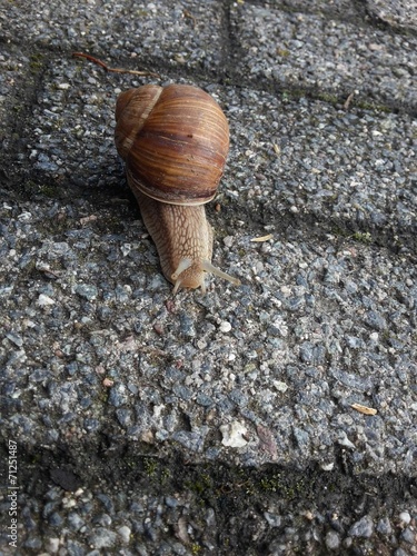 Schnecke