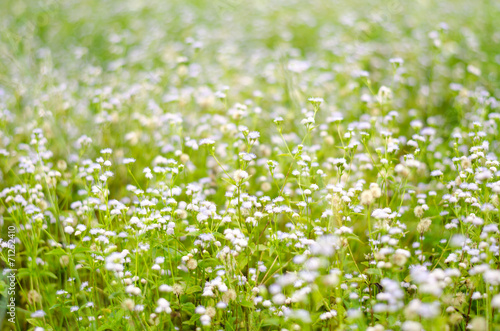 meadow and flower in natural park