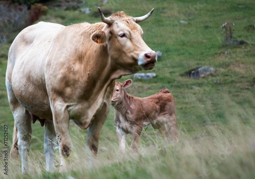 Vache B  arnaise