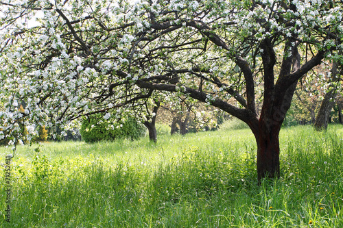 apple tree