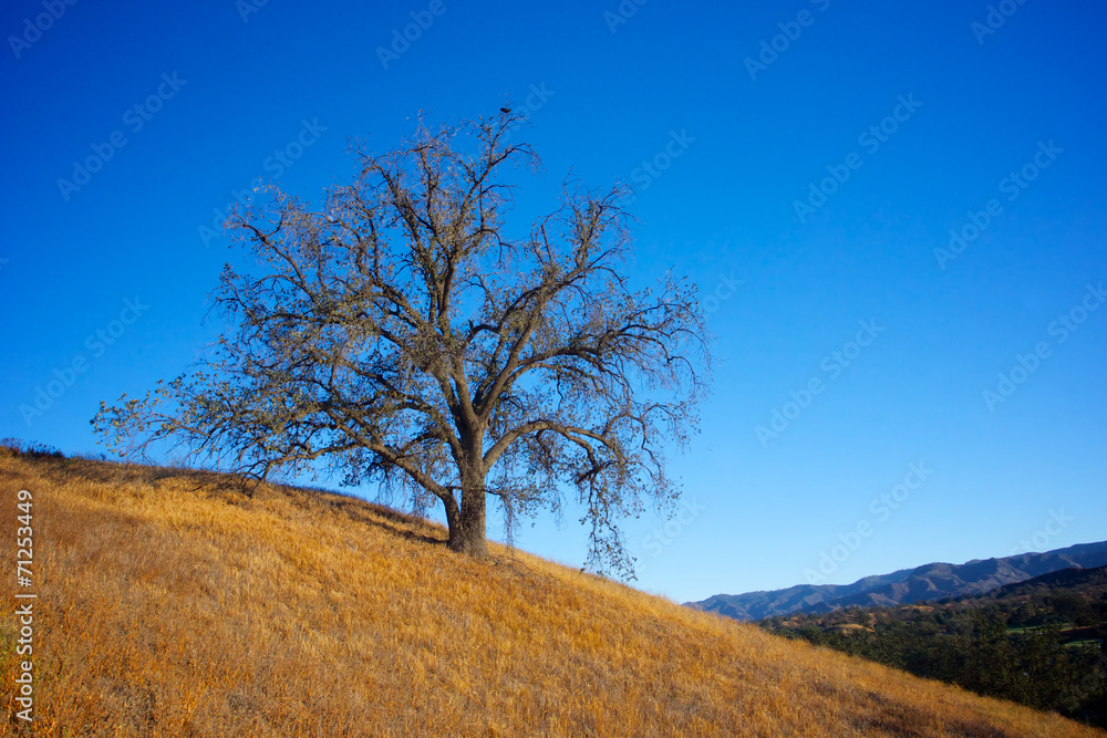 Oak Tree in the Fall