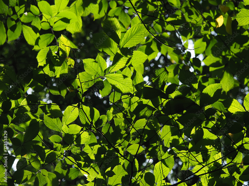 elm leaves in the forest