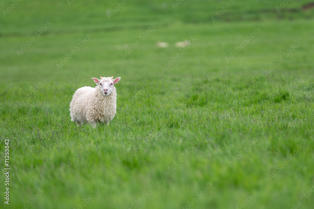 Fototapeta premium Cute sheep in Iceland staring into the camera.