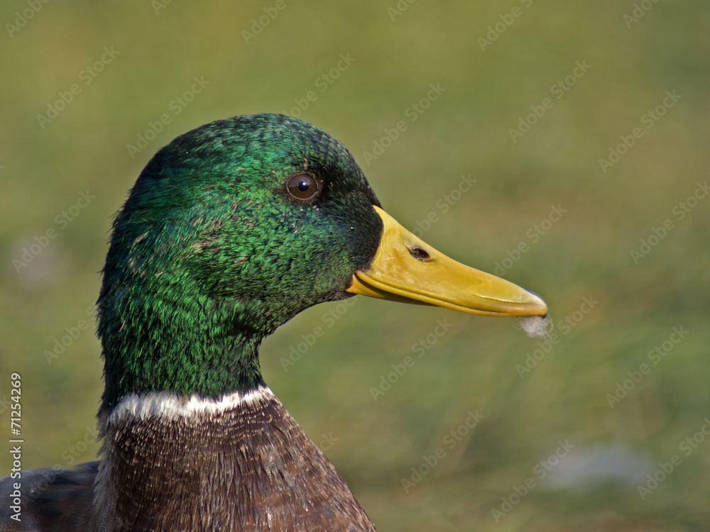 Obraz premium kaczor