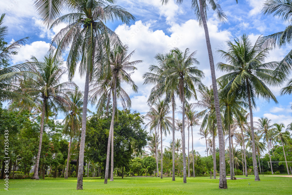 Tropical palm tree with blue sky background Tropical palm tree with blue sky background