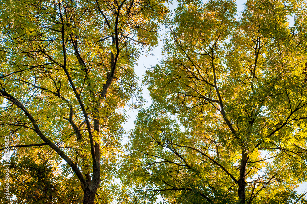 Fototapeta premium Forest trees in autumn background