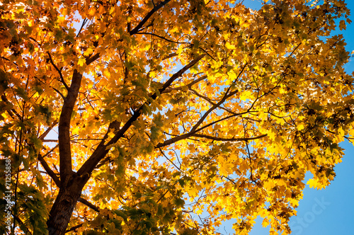 Autumn tree on blue sky background