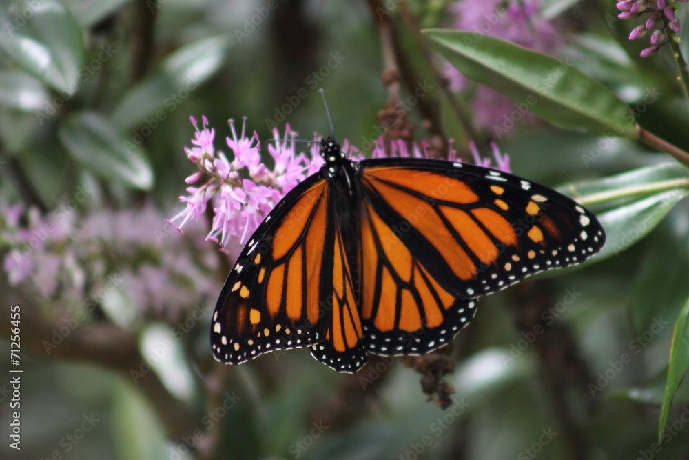 Fototapeta premium Monarch Butterfly on a New Zealand Hebe Flower