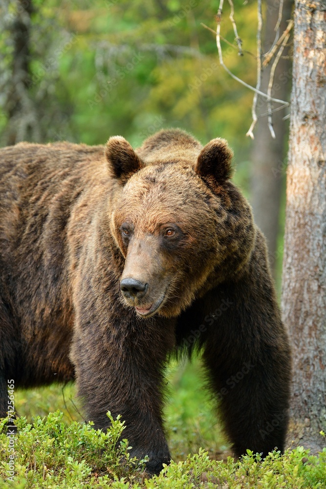 Big male bear in forest