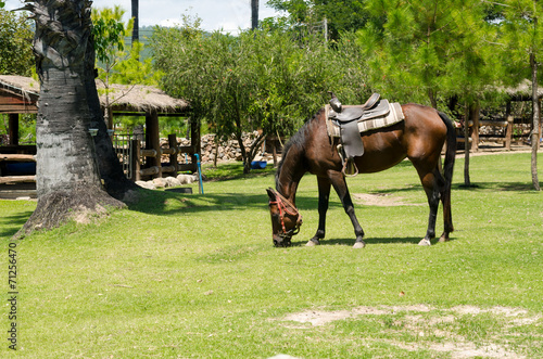 Horses graze on green grass in a hot sunlight day © kedsirin