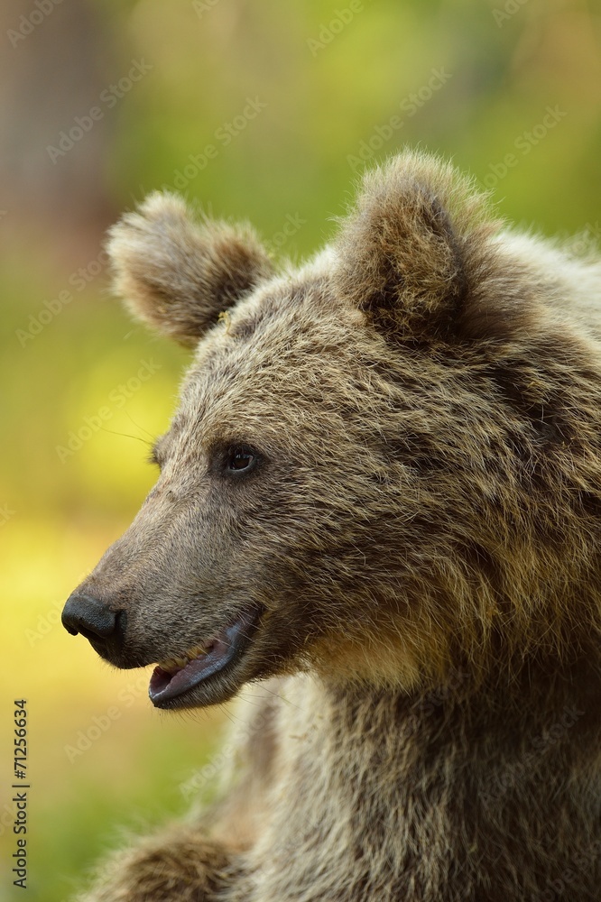 Bear portrait in forest