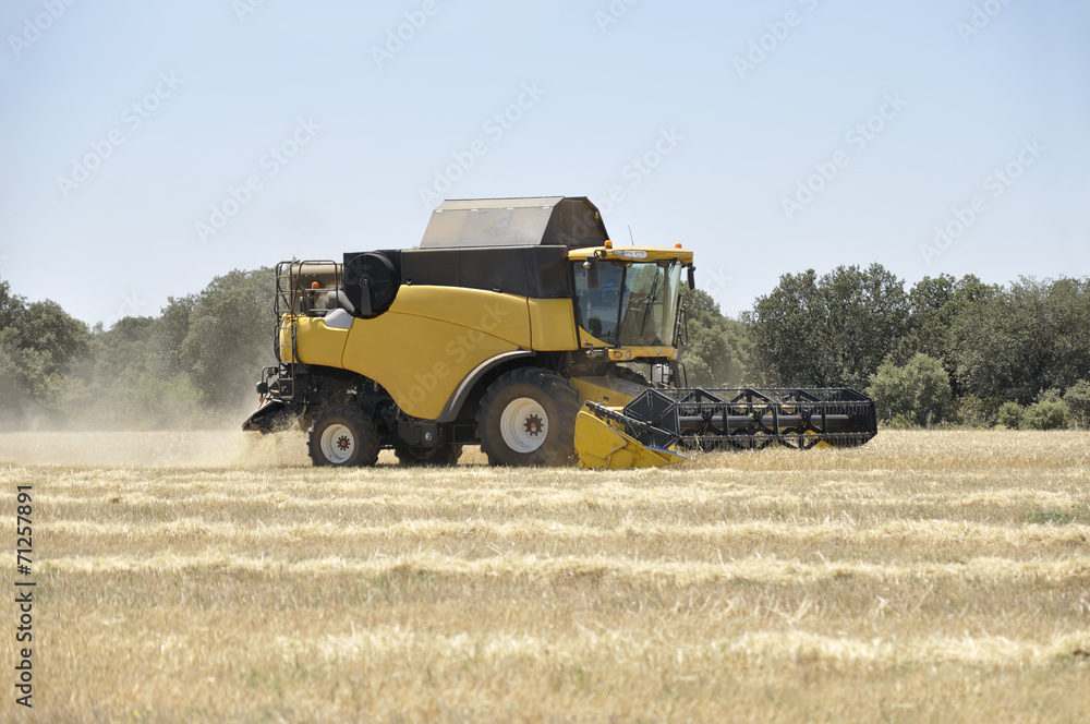 Fototapeta premium Combine harvester
