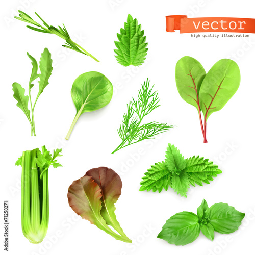 Herbs set, vector illustration