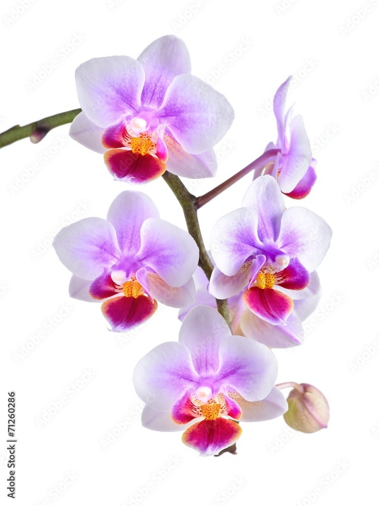 orchid orchid