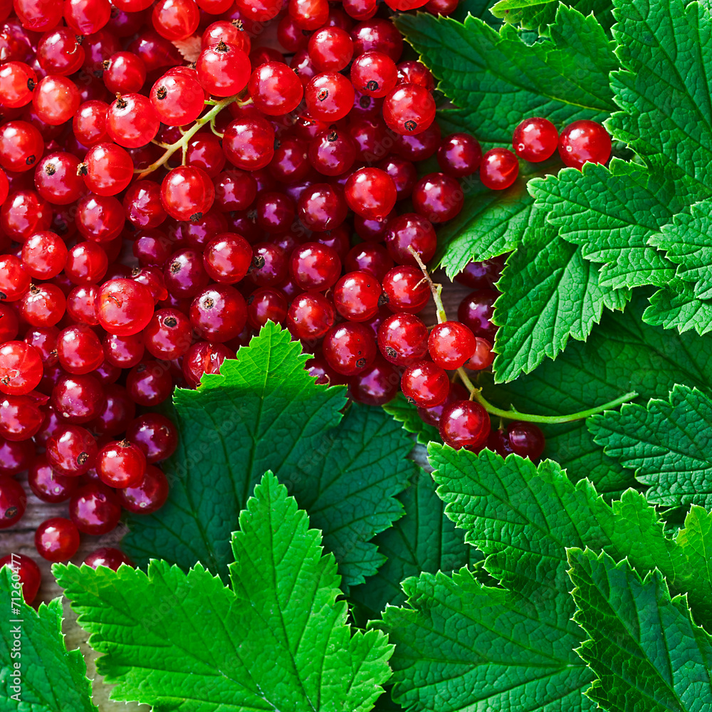 red currant red currant