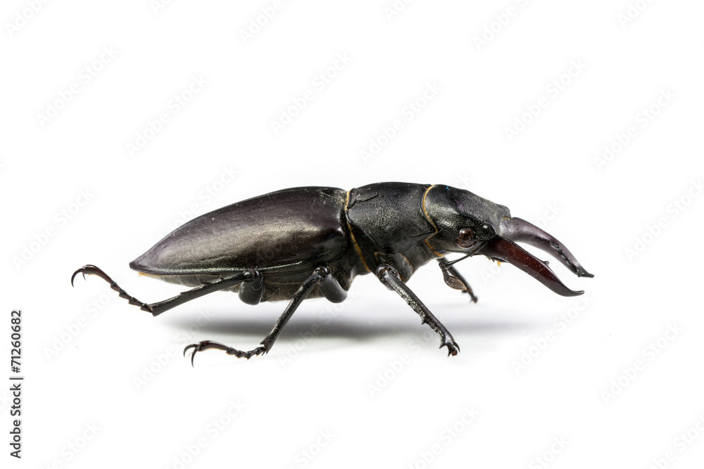 Fototapeta premium Isolated Stag Beetle