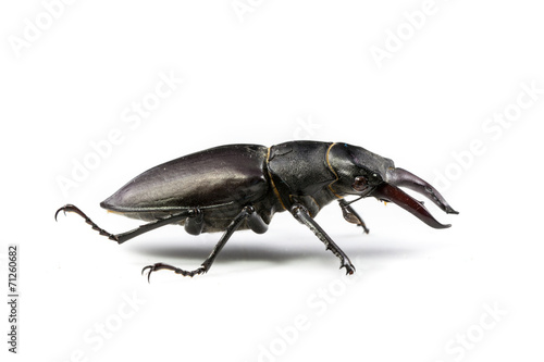 Isolated Stag Beetle