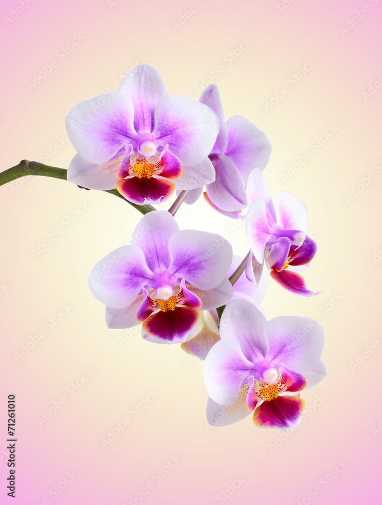 orchid orchid