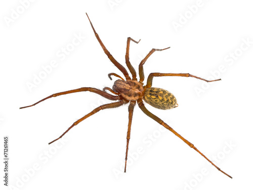Hairy House spider isolated on white © creativenature.nl