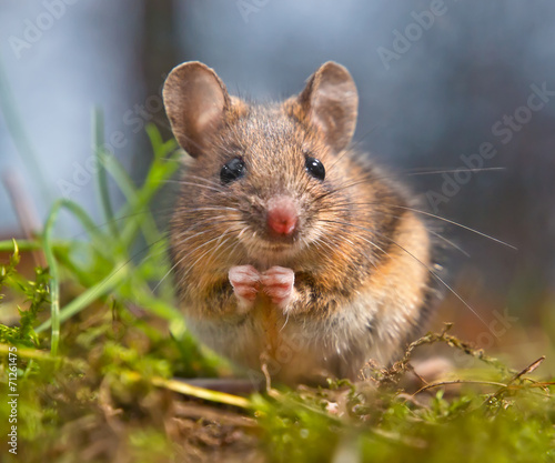 Cute Wood mouse sitting on its hind legs
