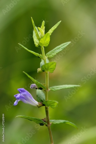 Scutellaria minor