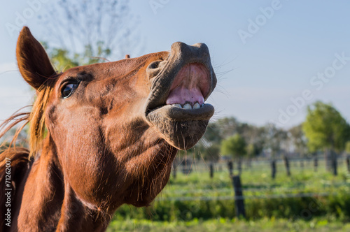 Funny portrait of horse