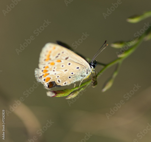 Wallpaper Mural Papillon Torontodigital.ca