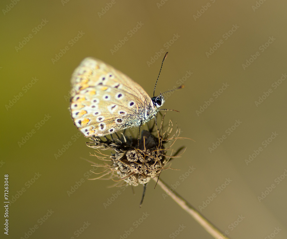 Obraz premium Papillon