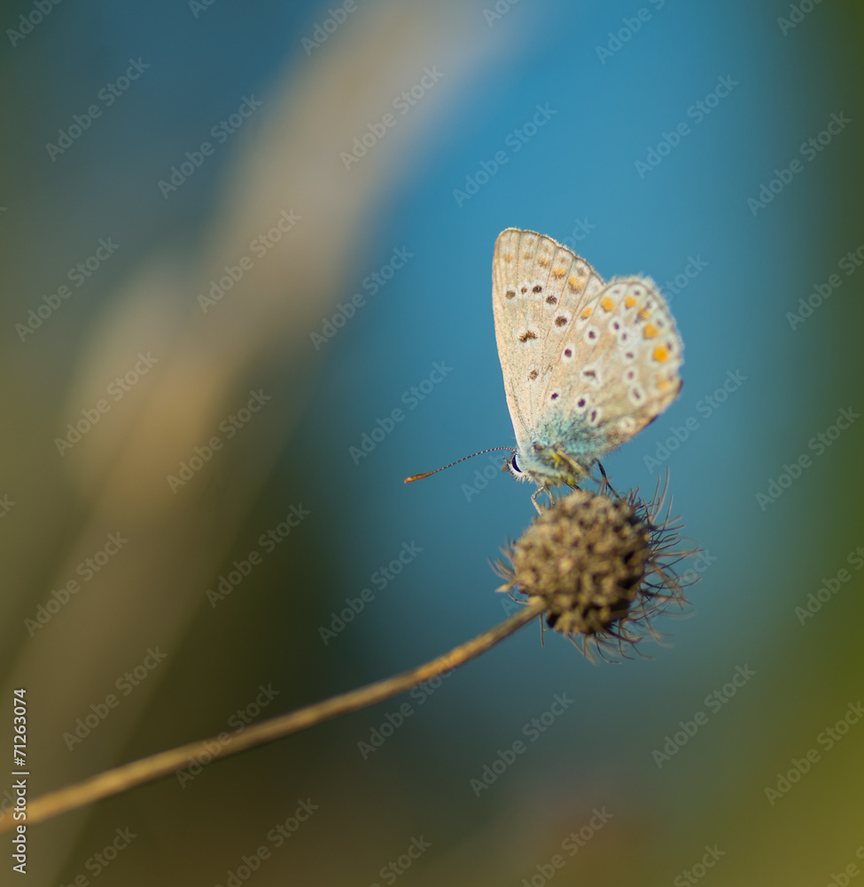 Fototapeta premium Papillon