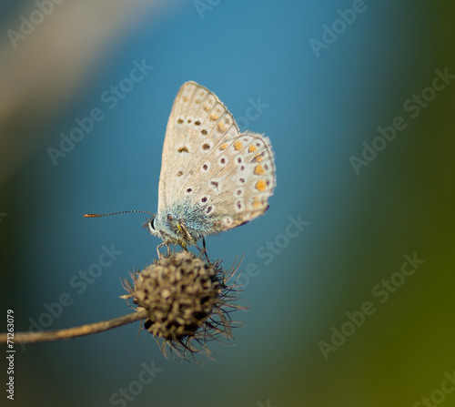 Wallpaper Mural Papillon Torontodigital.ca