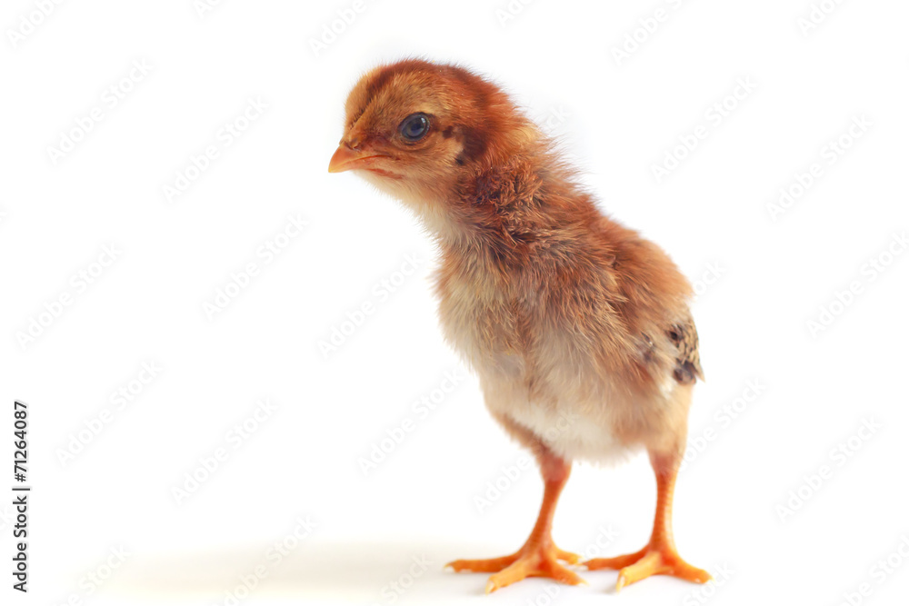 Obraz premium Baby chicken - Stock Image