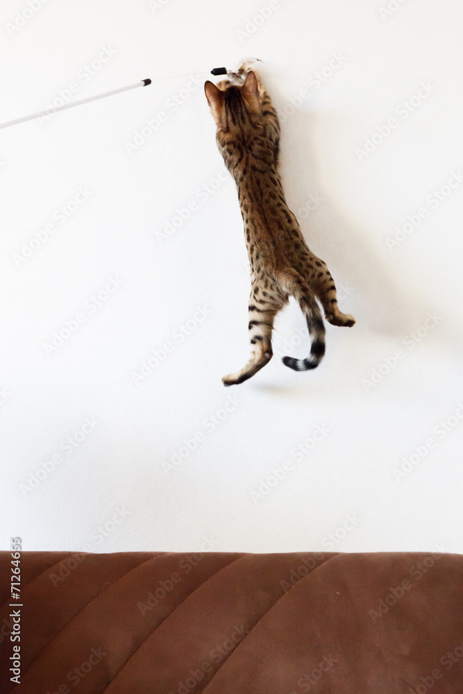 Fototapeta premium Cat playing and jump high on the wall
