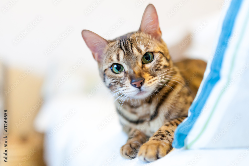 Young bengal cat lying on couch