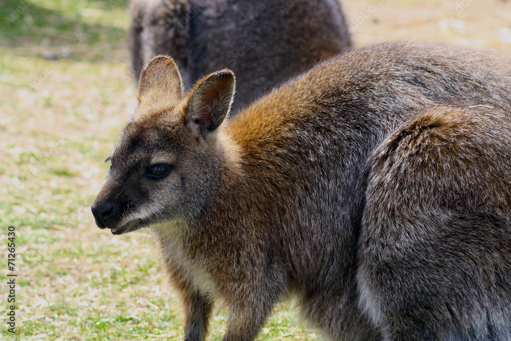 wallaby